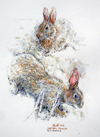 Rabbits - Sumburgh by Peter Biehl