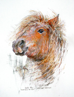 Pony portrait scratching the neck by Peter Biehl