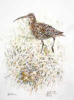 Curlew and the nest by Peter Biehl