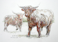 Highland Cattle C by Peter Biehl