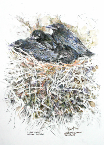 Raven Chicks in the Nest by Peter Biehl