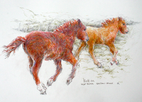 Pony Foals B by Peter Biehl