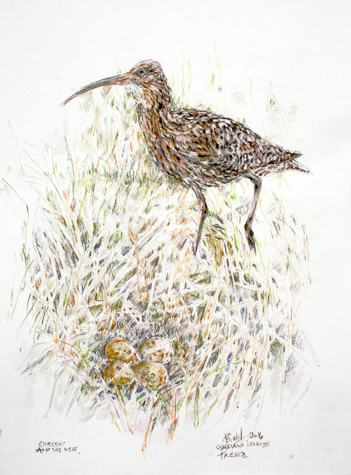 Curlew and the Nest by Peter Biehl