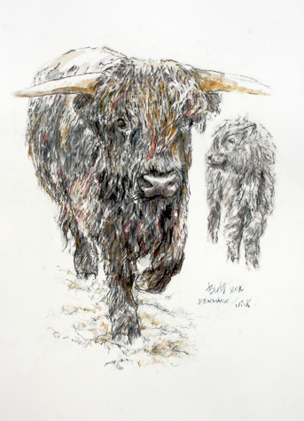 Highland Cattle A by Peter Biehl