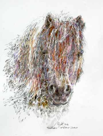 Pony Portrait Tingwall by Peter Biehl