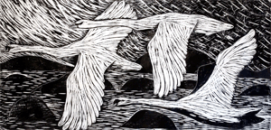 Swans over Clousta