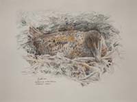 Eider duck - North Nesting by Peter Biehl