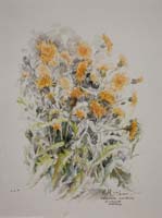 Perennial sow thistle. Sumburgh by Peter Biehl