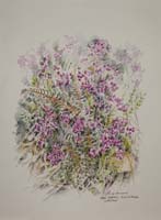 Bell Heather. Burn of Tresta by Peter Biehl