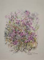 Bell Heather. Burn of Tresta by Peter Biehl