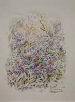 Michaelmas Daisy. Lerwick by Peter Biehl