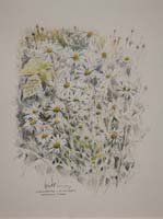 Marguerites. South Nesting by Peter Biehl