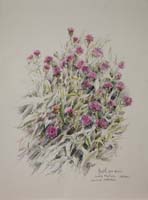 Common Knapweed, South Nesting by Peter Biehl