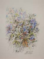 Meadow Cranesbill. Gremista by Peter Biehl