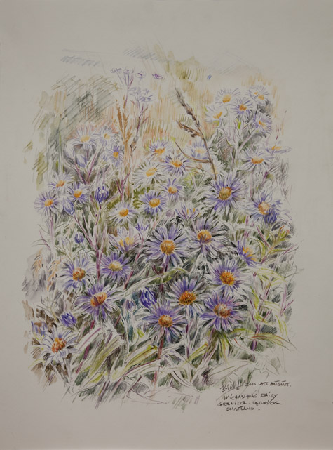 Michaelmas Daisy. Lerwick by Peter Biehl