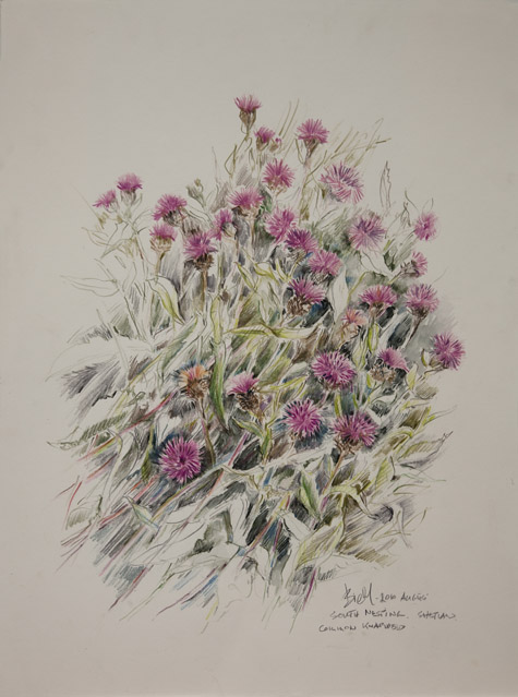 Common Knapweed, South Nesting by Peter Biehl