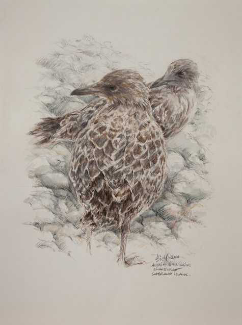 Herring Gull Chicks. Sumburgh by Peter Biehl