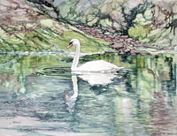 Foula Swan by Joyce Wark