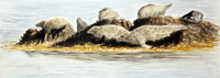 Common Seals on Skerry, late afternoon
Voe of Browland Hot and Sunny by Howard Towll