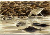 Curlew feeding at dusk. by Howard Towll