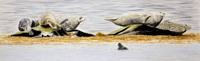 6 Common Seals at skerry by Howard Towll