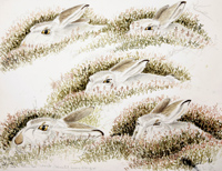 Mountain Hare Studies by Howard Towll