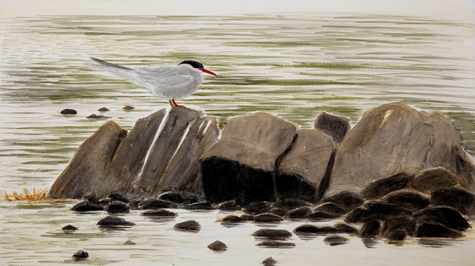 Arctic tern at dusk by Howard Towll