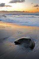 Dave Donaldson Scatness beach Shetland